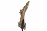 Fossil Crocodylomorph Humerus w/ Metal Stand - South Dakota #335518-3